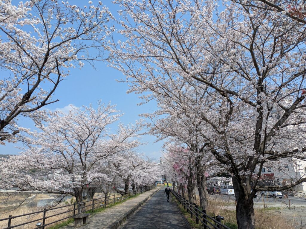 さくらさくらのさんぽみち